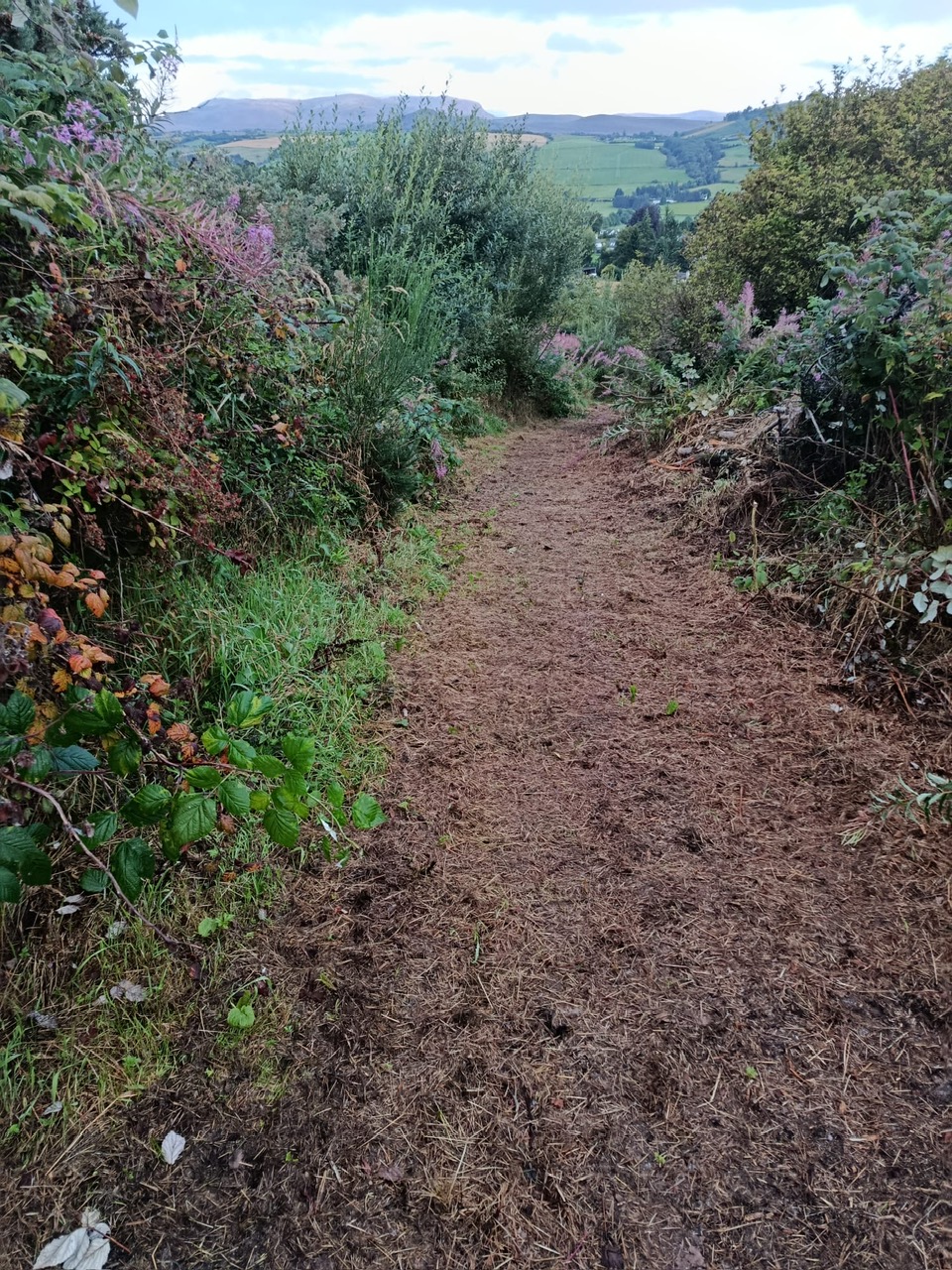 202608 MC Path 3