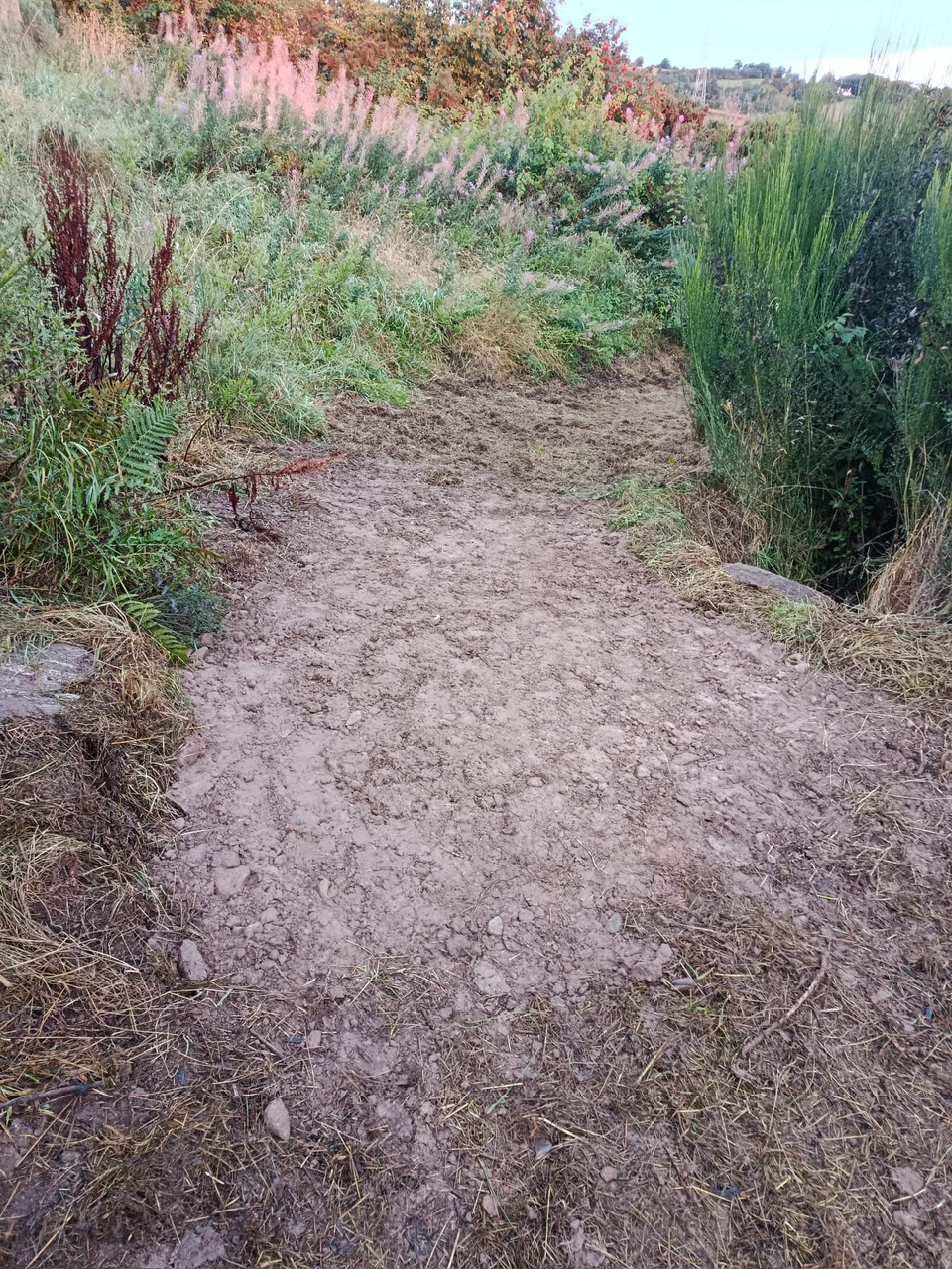 202608 MC Path 4